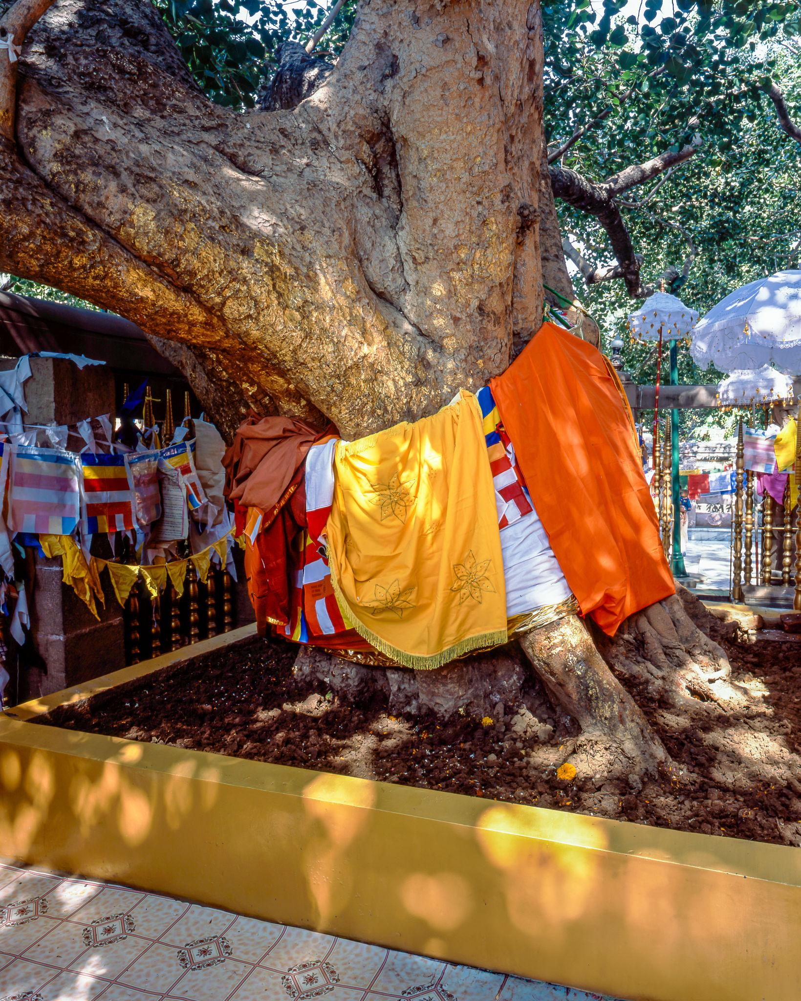 Bodhi Tree in Bodh Gaya